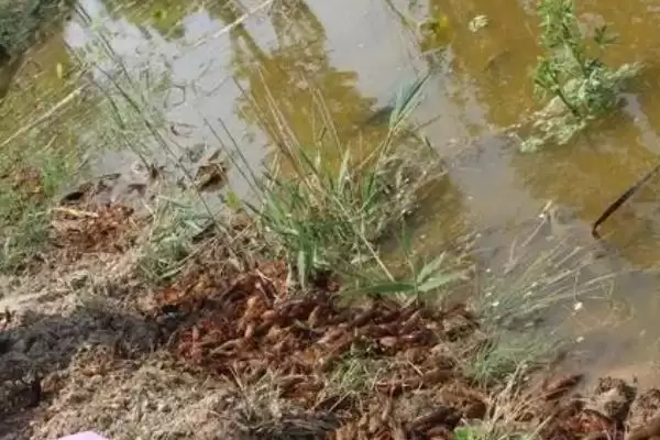 认识养殖小龙虾模式的方法和重点?认识养殖小龙虾模式要做好哪些细节?插图3 认识养殖小龙虾模式的方法和重点?认识养殖小龙虾模式要做好哪些细节?插图3