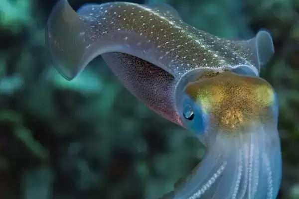 乌贼动物属性的要点和解读?解读乌贼动物属性需注意什么?插图1 乌贼动物属性的要点和解读?解读乌贼动物属性需注意什么?插图1