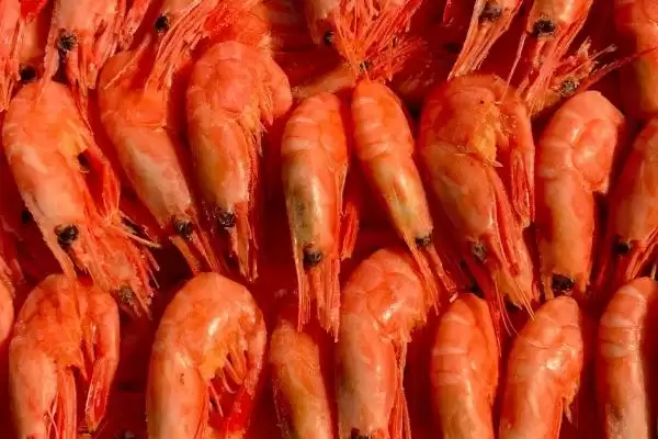 熟虾冷冻十天还能吃吗?判断冷冻十天熟虾能否食用要考虑哪些安全要点?插图4 熟虾冷冻十天还能吃吗?判断冷冻十天熟虾能否食用要考虑哪些安全要点?插图4