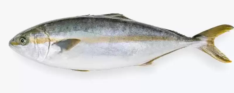 章红鱼的价格是多少?章红鱼价格认知与养鱼重点事项?-会东网