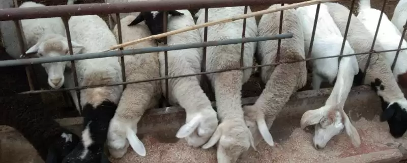 养羊准备工作的方法和重点?养羊准备工作要做好哪些细节?-会东网