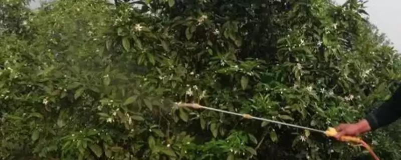 灭扫利农药具有什么样的作用呢 ,灭扫利农药对害虫具有击倒快的作用-会东网