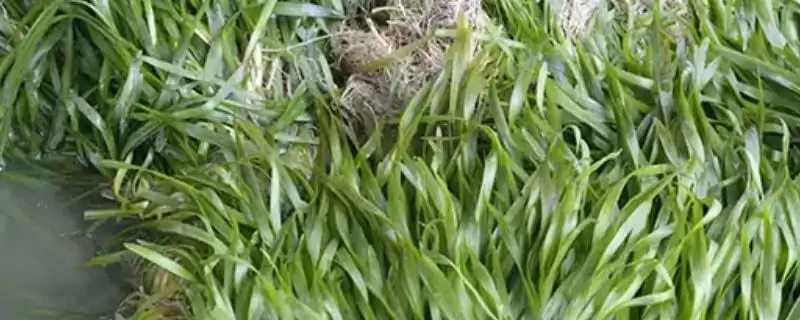 如何挑选苦草种子?挑选苦草种子要遵循哪些科学的挑选标准?-会东网