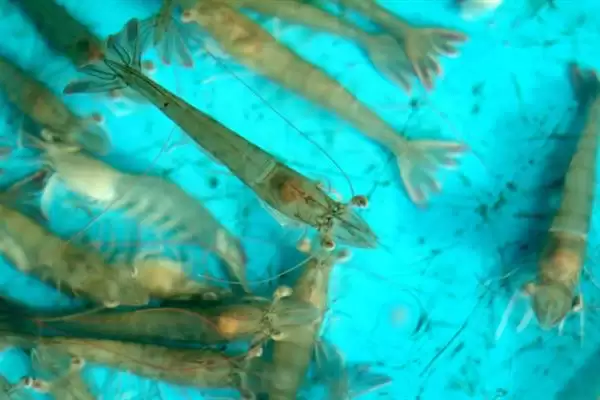 认识中国对虾的方法和重点？认识中国对虾要做好哪些细节？插图4