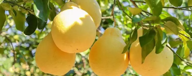 认识柚子常见品种的方法和重点？认识柚子常见品种要做好哪些细节？-会东网