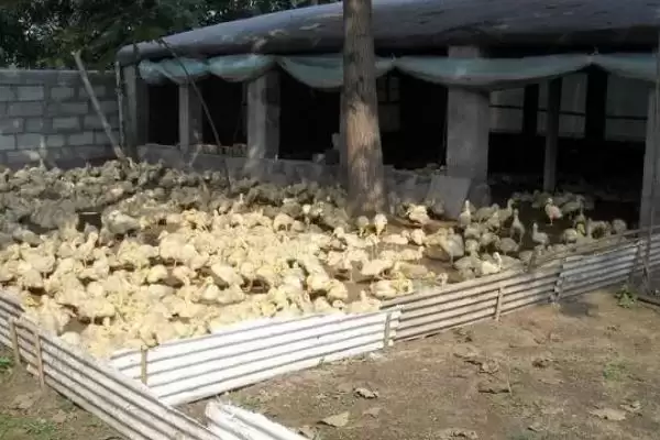 图片[2]-小鸭子养殖的方法和要点？养殖小鸭子要掌握哪些关键技术环节？-会东网