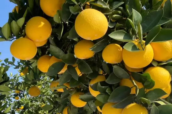 认识柚子常见品种的方法和重点?认识柚子常见品种要做好哪些细节?插图2 认识柚子常见品种的方法和重点?认识柚子常见品种要做好哪些细节?插图2