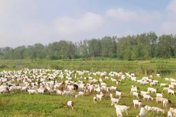 图片[4]-养羊准备工作的方法和重点？养羊准备工作要做好哪些细节？-会东网