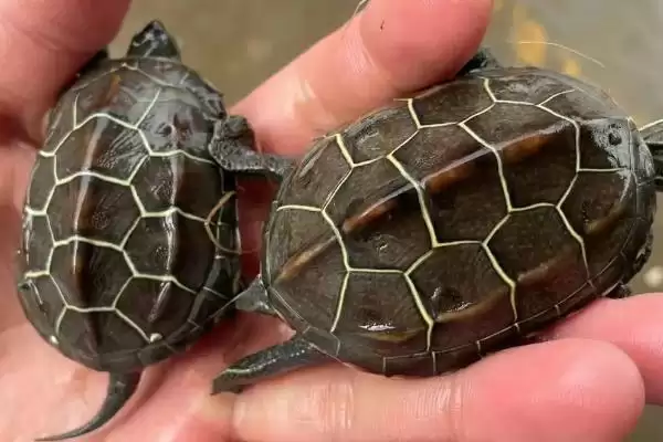 新手养草龟的方法和要点？新手养草龟要掌握哪些关键技术环节？插图2