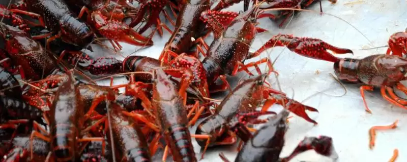 龙虾的生长周期时长 ,龙虾人工养殖 6 个月成熟的原因？-会东网