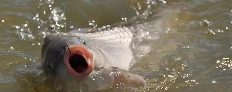夏天钓鲤鱼要钓浅还是钓深?夏季钓鲤深度选择与养鱼要点分析?-会东网