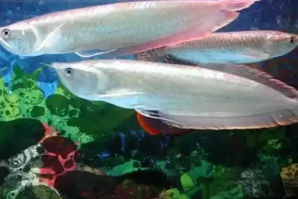 图片[3]-银龙鱼喂活泥鳅好不好？银龙鱼食物选择与养鱼要点？-会东网