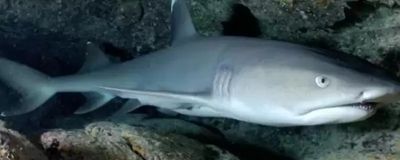 鲨鱼会不会游到浅水区?鲨鱼习性知识与养鱼关键细节?插图 鲨鱼会不会游到浅水区?鲨鱼习性知识与养鱼关键细节?插图