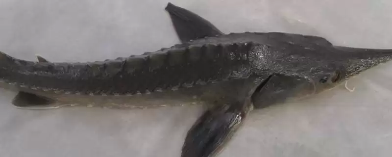 鲟鱼取鱼子酱后能活吗?鲟鱼养殖与养鱼关键要点?插图 鲟鱼取鱼子酱后能活吗?鲟鱼养殖与养鱼关键要点?插图