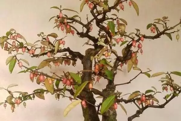 图片[5]-认识羊奶子的方法和重点？认识羊奶子要做好哪些细节？-会东网