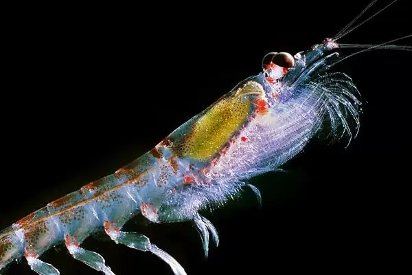图片[2]-为什么磷虾不能吃？磷虾食用禁忌知识与养鱼关键细节？-会东网