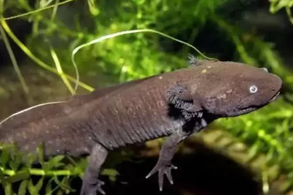 蝾螈怎么养？养殖蝾螈要遵循哪些科学的饲养方法？插图3