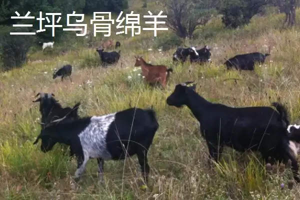 图片[7]-南方养羊品种推荐：黑山羊、南江黄羊、黄淮山羊的优势-会东网