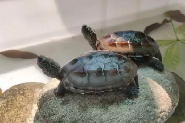 新手养草龟的方法和要点？新手养草龟要掌握哪些关键技术环节？插图3