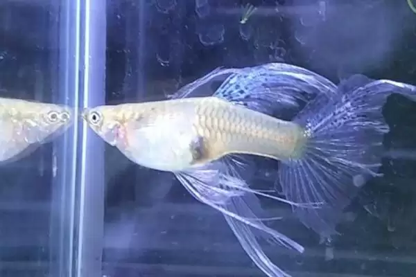 小孔雀鱼变色过程是怎样的?小孔雀鱼变色知识与养鱼重点细节分享?插图2 小孔雀鱼变色过程是怎样的?小孔雀鱼变色知识与养鱼重点细节分享?插图2