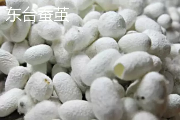 图片[7]-江苏东台的特产 ,江苏东台有什么知名特产呢-会东网