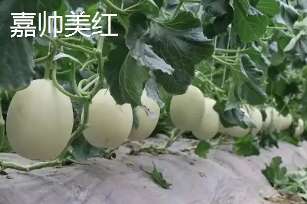 图片[12]-南方甜瓜种植品种优选：香妃、橙露、羊角蜜的种植指南-会东网