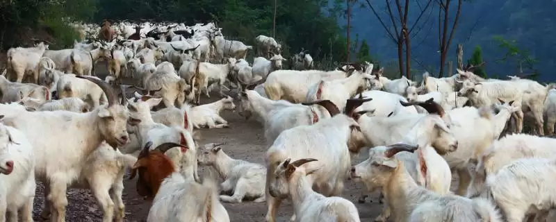 解决羊不吃草喜欢躺卧没精神问题的方法和重点?解决羊不吃草喜欢躺卧没精神问题要做好哪些细节?-会东网