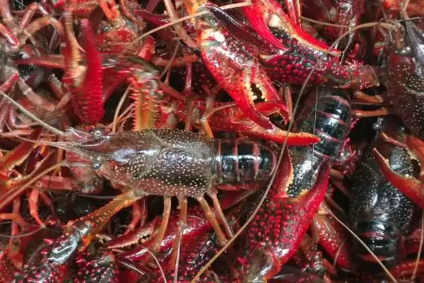 小龙虾6到8钱大小的要点和判断？了解小龙虾规格需关注哪些关键信息？插图1