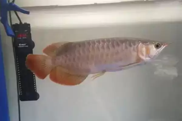 图片[5]-银龙鱼喂活泥鳅好不好？银龙鱼食物选择与养鱼要点？-会东网