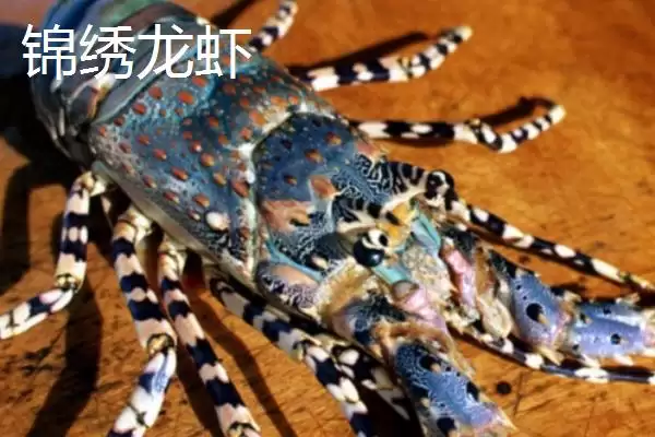 区分中国龙虾和锦绣龙虾的方法和重点？区分中国龙虾和锦绣龙虾要做好哪些细节？插图2