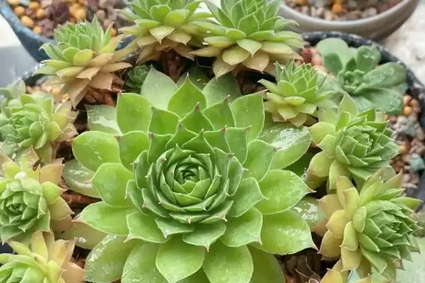 图片[10]-鱼子酱与洛可可、泡泡糖、达芙妮有何区别？鱼子酱知识与养鱼重点？-会东网