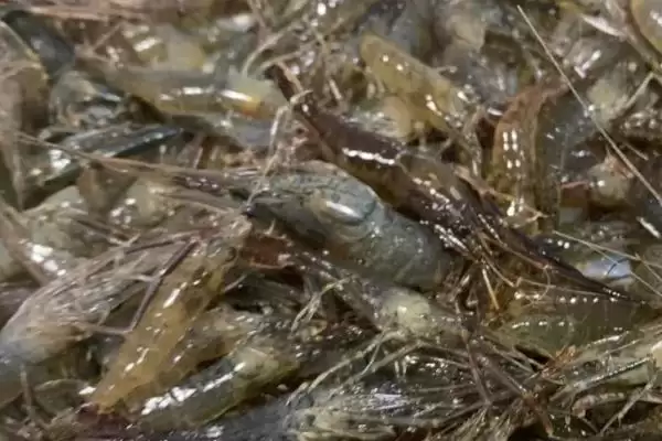 抓来小河虾养殖的方法和要点？养殖抓来小河虾需掌握哪些方法？插图3