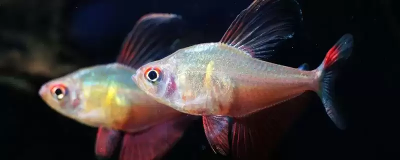 鱼的特征有哪些?鱼的特征认知与养鱼重点?-会东网