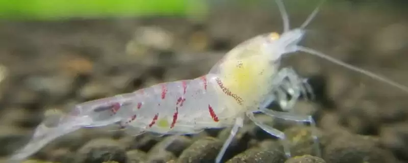 水晶虾好不好养？判断水晶虾养殖难度要考虑哪些养殖环境和习性因素？-会东网