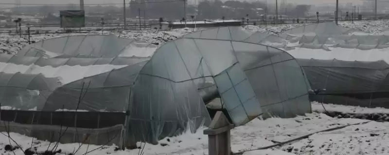 养殖遇到雪灾咋处理?雪灾应对与养鱼方法关键细节?-会东网