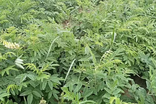 图片[8]-热门的农村水产养殖项目有哪些？农村水产项目与养鱼方法要点？-会东网