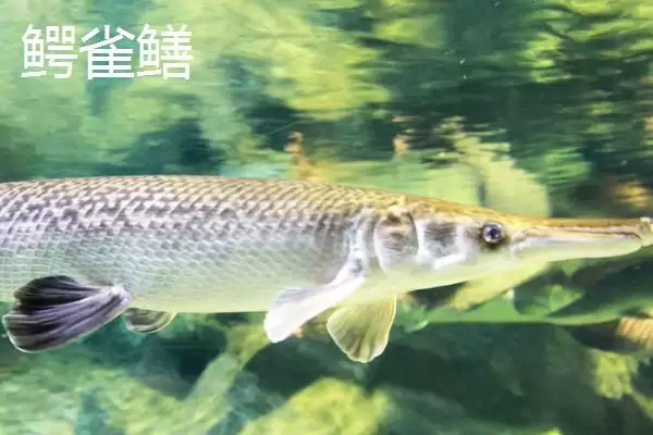 图片[4]-鸭嘴鱼和鳄雀鳝有何区别？鱼类区分与养鱼方法讲解？-会东网
