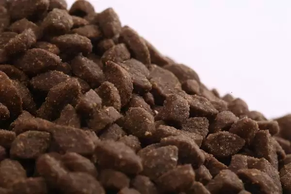 如何自制猫粮？自制猫粮要遵循哪些科学的制作方法和配方？插图3