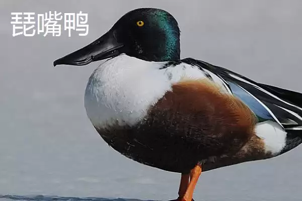 图片[5]-了解野鸭保护等级的方法和重点？了解野鸭保护等级要做好哪些细节？-会东网