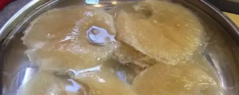 鱼翅怎么正确泡发?鱼翅泡发知识与养鱼重点细节?插图 鱼翅怎么正确泡发?鱼翅泡发知识与养鱼重点细节?插图