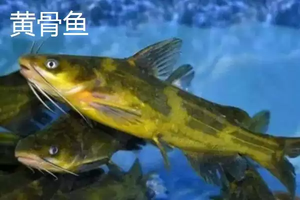 只有一根主刺的鱼是什么?鱼类特征知识与养鱼重点细节?插图5 只有一根主刺的鱼是什么?鱼类特征知识与养鱼重点细节?插图5