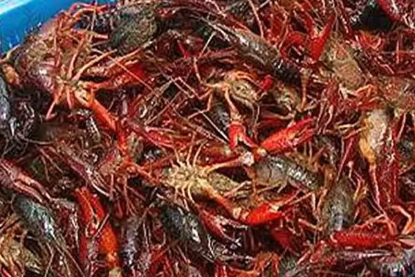 龙虾的生长周期时长 ,龙虾人工养殖 6 个月成熟的原因?插图1 龙虾的生长周期时长 ,龙虾人工养殖 6 个月成熟的原因?插图1