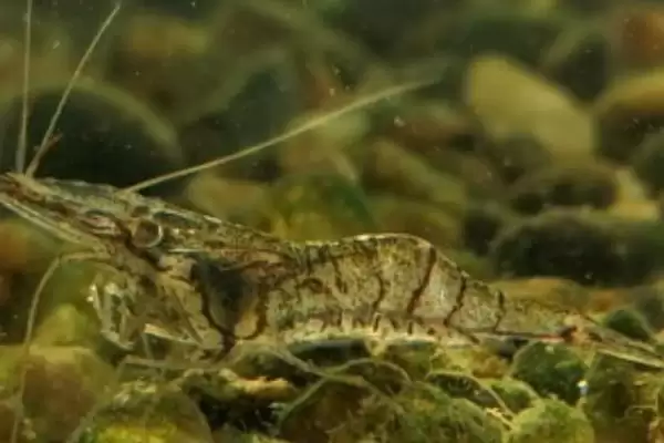 判断中华小长臂虾好不好养的方法和重点？判断中华小长臂虾好不好养要做好哪些细节？插图1