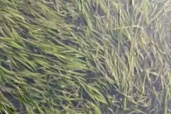 如何挑选苦草种子？挑选苦草种子要遵循哪些科学的挑选标准？插图3