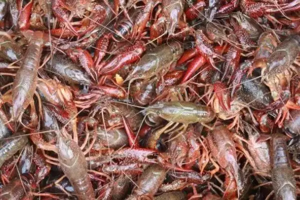 龙虾的生长周期时长 ,龙虾人工养殖 6 个月成熟的原因?插图4 龙虾的生长周期时长 ,龙虾人工养殖 6 个月成熟的原因?插图4