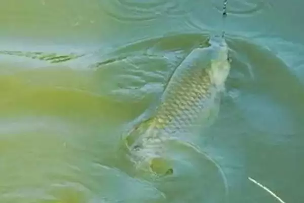 图片[4]-用啥钓草鱼容易上钩？草鱼垂钓饵料与养鱼重点细节？-会东网