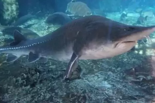 鲟鱼取鱼子酱后能活吗?鲟鱼养殖与养鱼关键要点?插图3 鲟鱼取鱼子酱后能活吗?鲟鱼养殖与养鱼关键要点?插图3