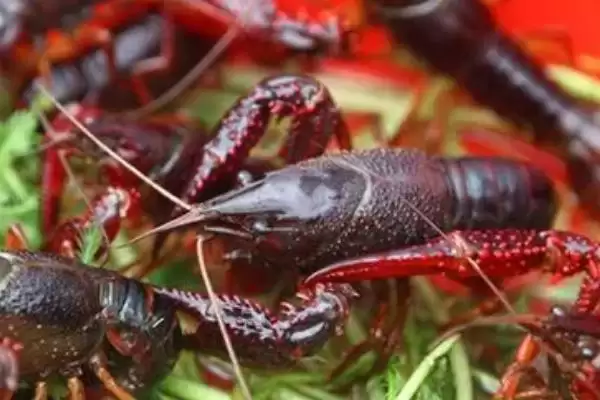 三月份就有小龙虾了吗？判断三月份有无小龙虾要考虑哪些因素？插图3