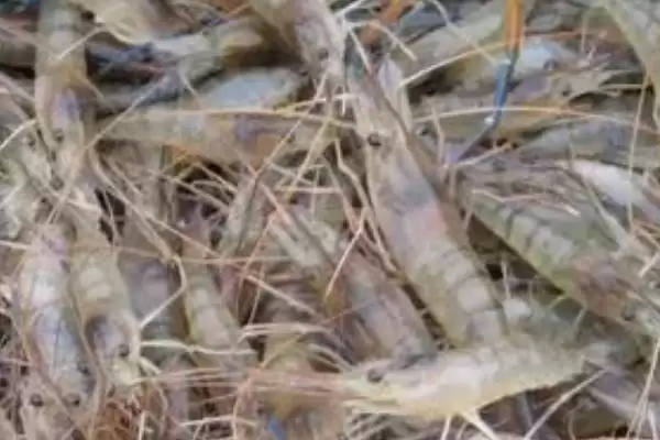 养殖野生河虾的方法和重点?养殖野生河虾要做好哪些细节?插图3 养殖野生河虾的方法和重点?养殖野生河虾要做好哪些细节?插图3