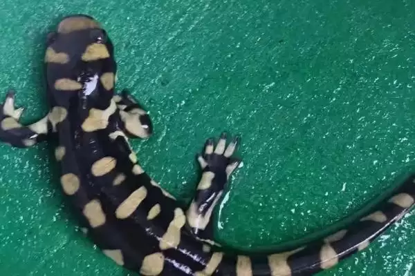 蝾螈吃什么东西？喂养蝾螈要选择哪些合适的食物种类？插图1